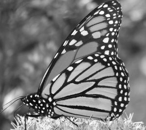 butterfly_on_flower_196981
