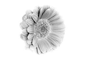 flower_on_the_white_background