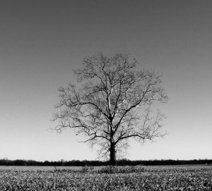 lone_tree_201550