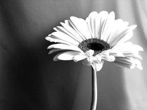 orange_flower_wallpaper_flowers_nature_wallpaper_1600_1200_1665