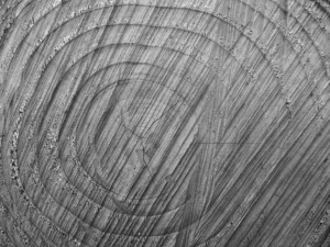 tree_rings_of_life