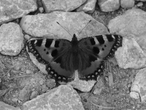 20130808-203649.jpg
